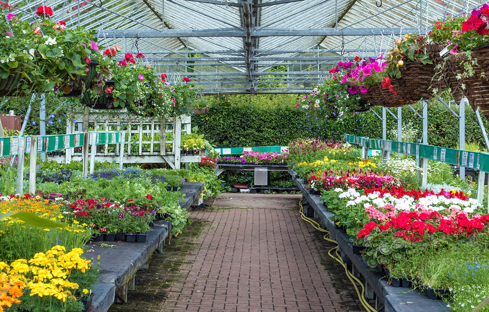 hanging flower baskets in a nursery
