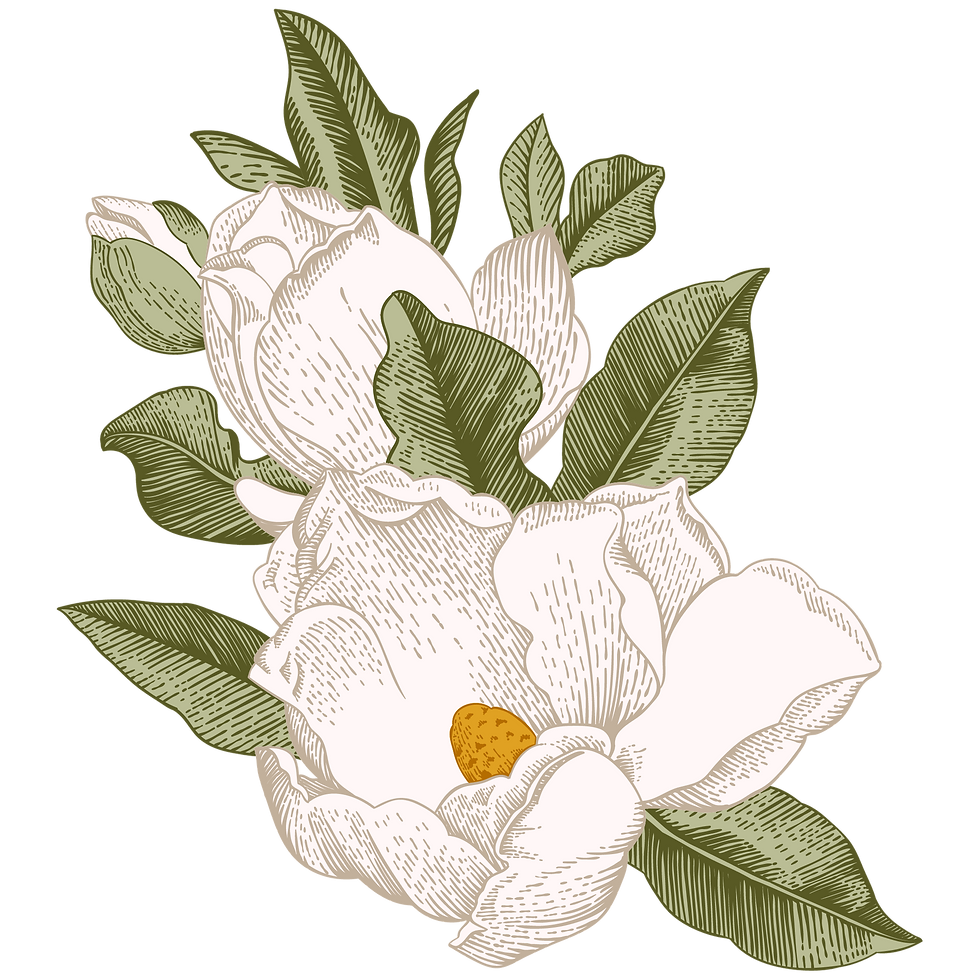 Magnolia Flower Illustration