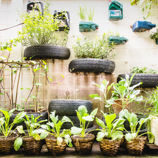home gardening in the garden