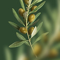 Olive Branch