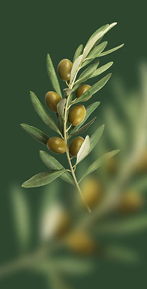 Olive Branch Closeup