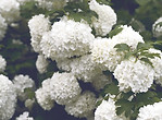 白いアジサイ