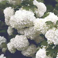Hortensias blancs