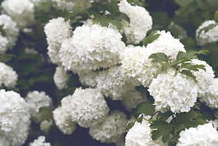 White Hydrangeas