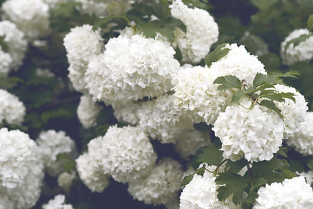 White Hydrangeas