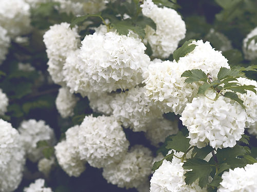 White Hydrangeas