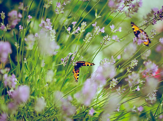 Butterflies
