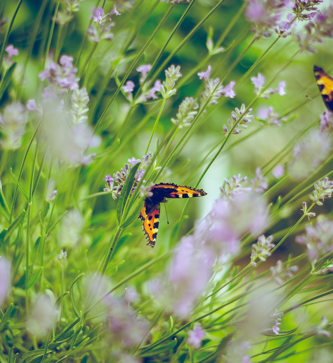 Butterflies