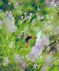 Papillons