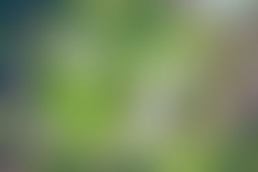 הכינו גופכם לאביב, גרסה הוליסטית לייט