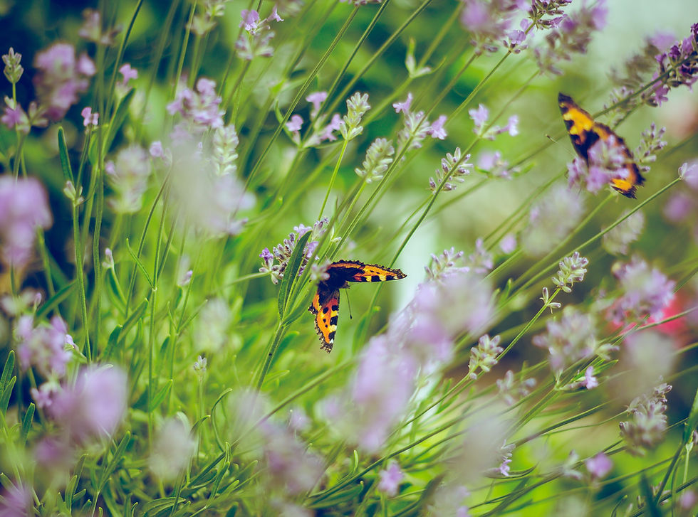 Butterflies