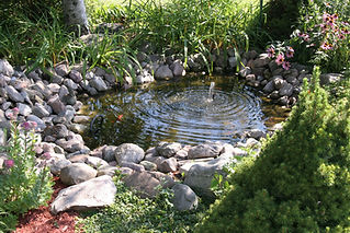 Aquatic garden in a home backyard