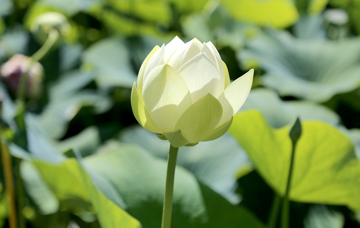 Fleur de lotus - RE.NAI.SENS, thérapies brèves, Valérie Tierz - Castelnau Rivière Basse