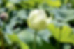 Lotus Flower