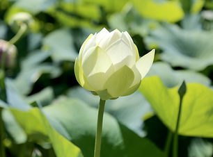 Lotus Flower