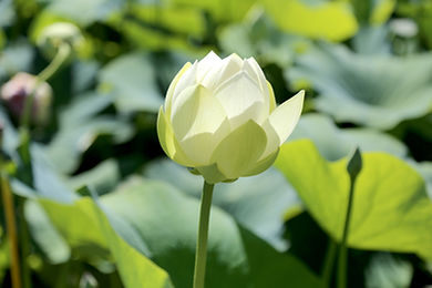 Lotus Flower