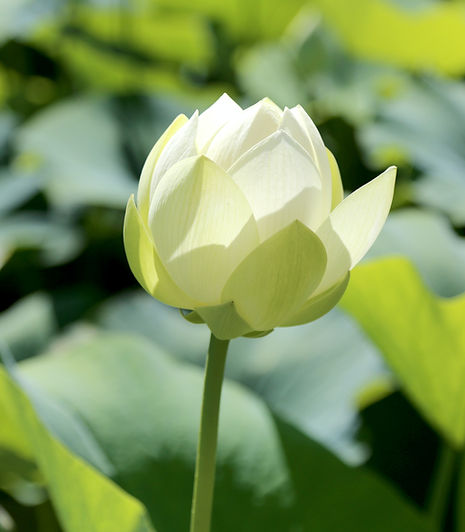 Lotus Flower