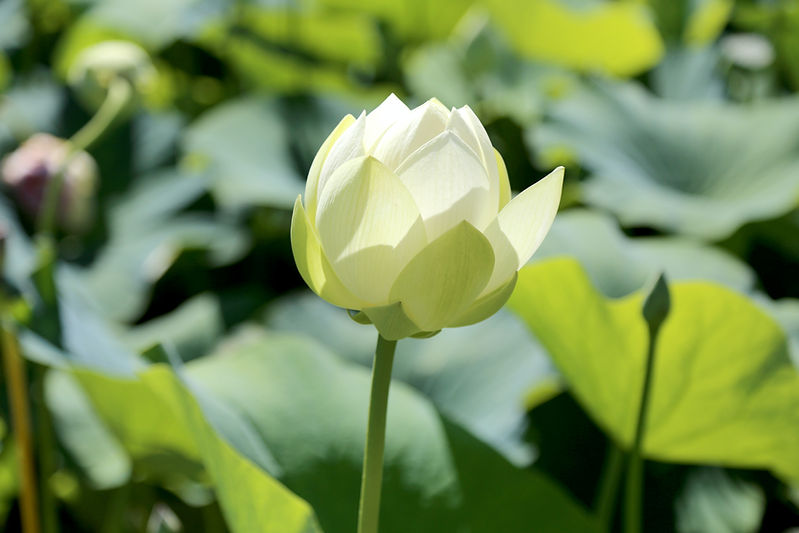 ハスの花