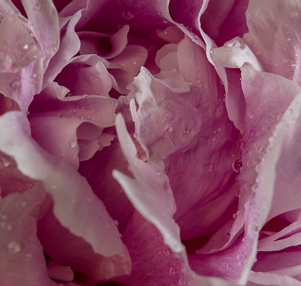Wet Flower