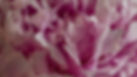 Wet Flower