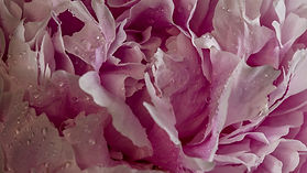 Feuchte Blume