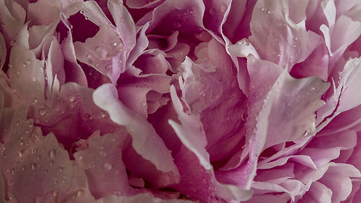 Pink Peony Close-Up