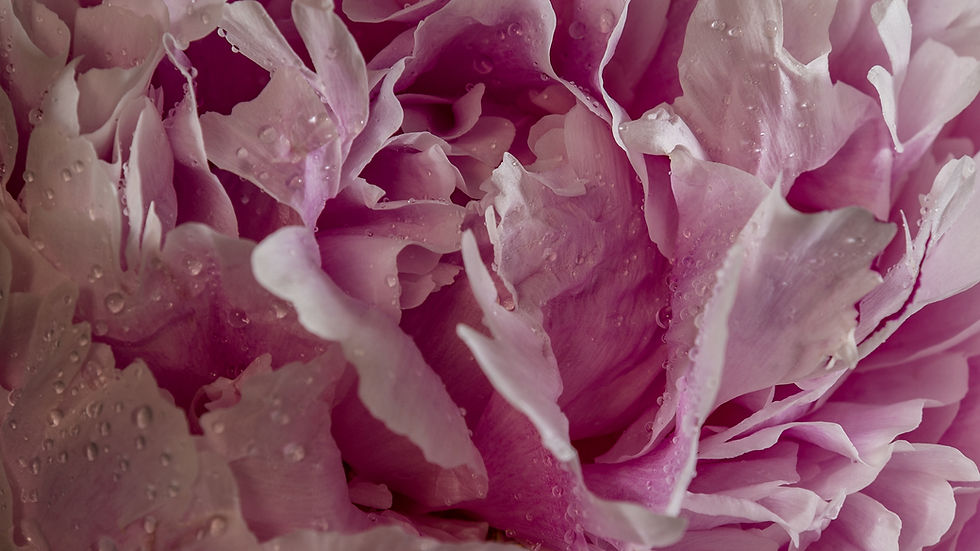 Pink Peony Close-Up