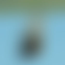 A butterfly emerging from its chrysalis