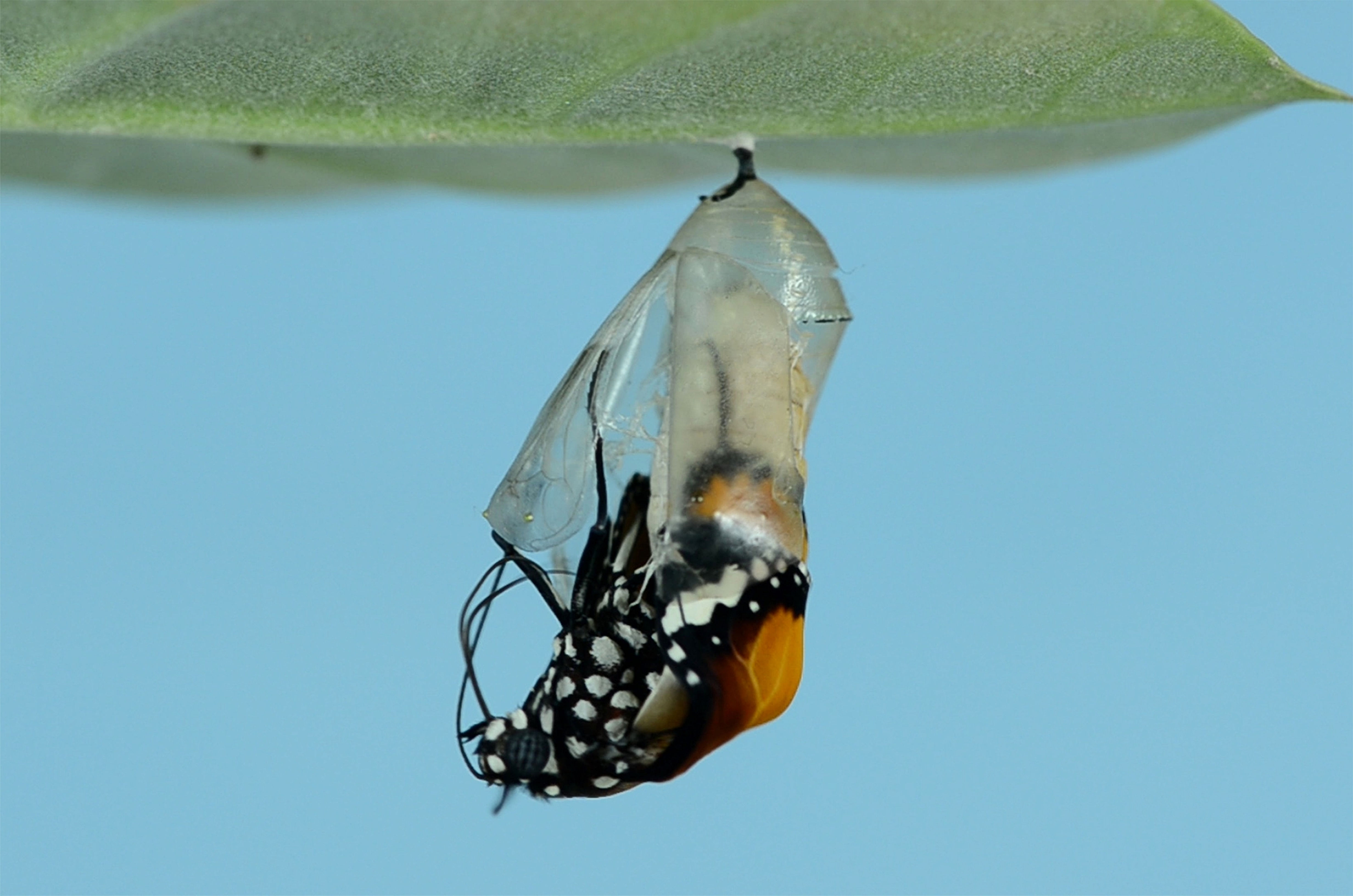 3rd-5th Life Cycles: Nature's Own Art (MON 1:00)