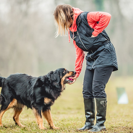 Young woman training her dog in the winter misty morning