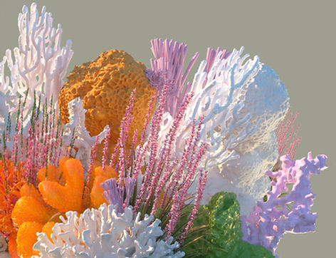 Colorful Corals