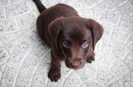 Cute Puppy