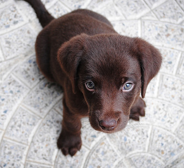 Brown Puppy Sitting