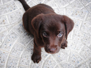 Puppies weaning age and implications for dog welfare - article from Purdue University