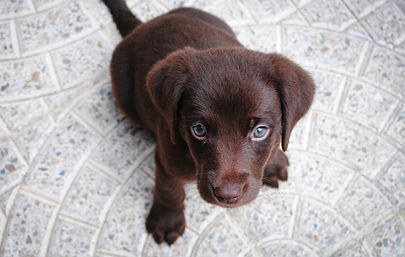 Cute Puppy
