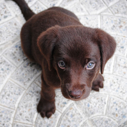 Puppies Potentially Linked to a Bacterial Outbreak