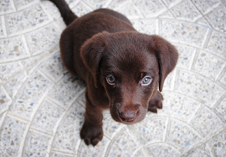 Cute Puppy