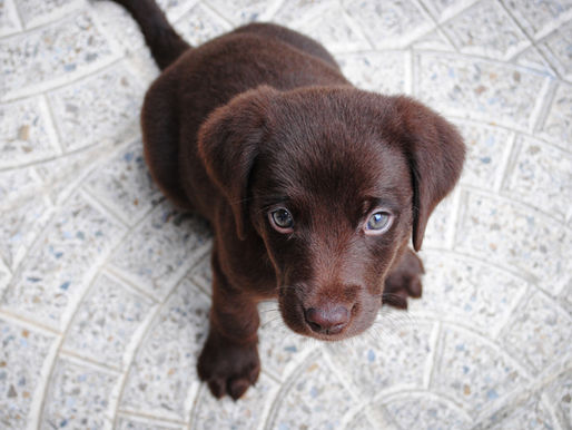 1 Samuel 25 | An Ungrateful Heart 