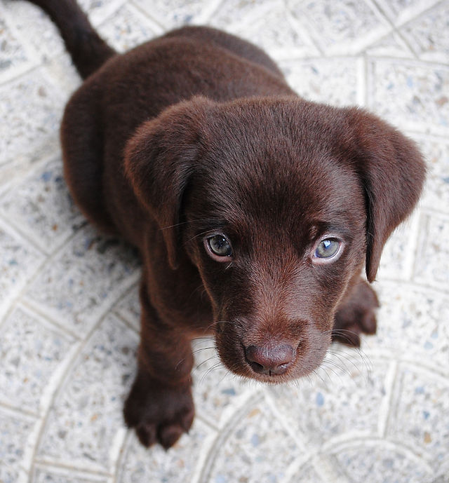 Cute Puppy