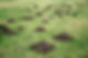 Mole holes