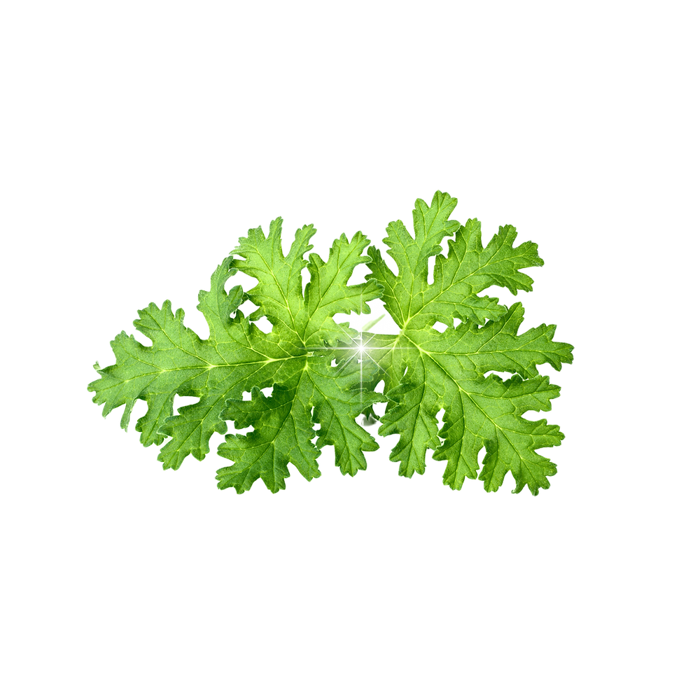 Green Leaf Close-Up