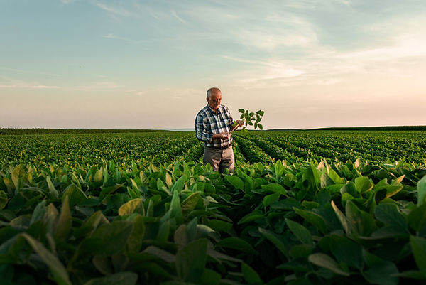 Farmer inspecting soybeans in a field
