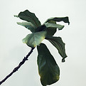 Fiddle Leaf Plant