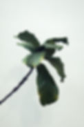 Fiddle Leaf Fig