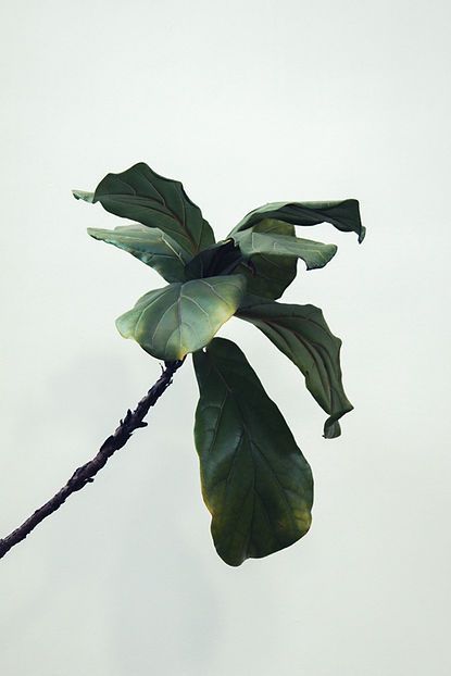 Plante à feuilles de violon
