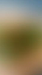 Whole foods Plant-Based (WFPB) Diet Vs Vegan Diet