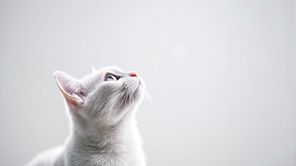 White Cat Posing