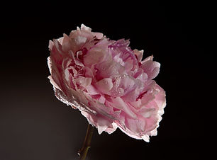 Pink Peony