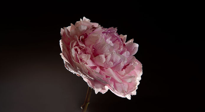 Pink Peony