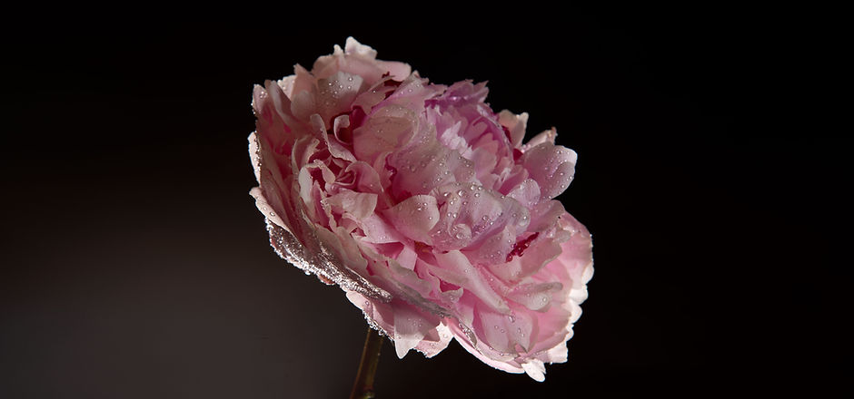 Pivoine rose